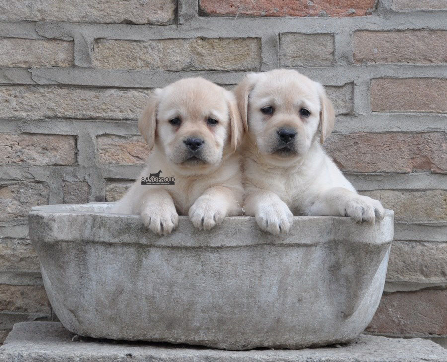 Labrador puppies from Pune. Breeder: Sangfroid Kennel